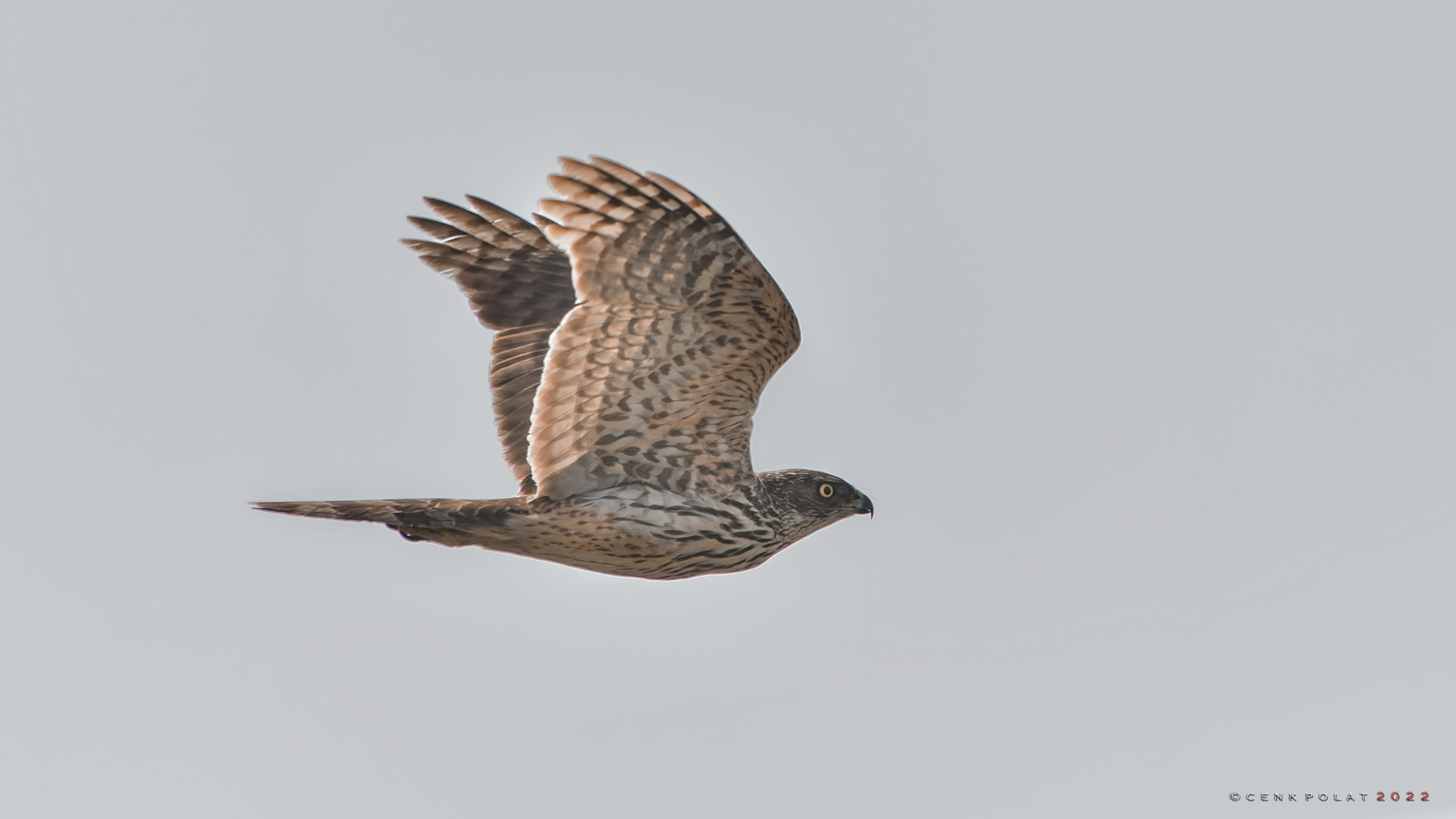 Northern Goshawk